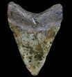 Megalodon Tooth - North Carolina #77522-2